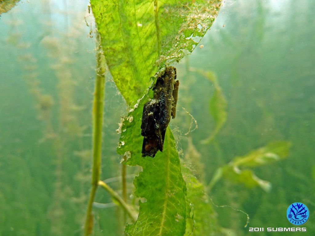 Köcherfliegenlarve Limnephilidae SubmersWiki