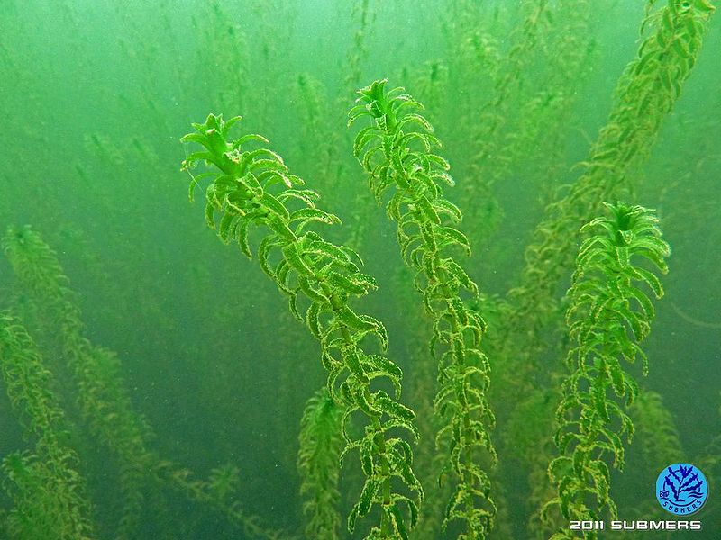 Datei:Kanadische Wasserpest12.jpg