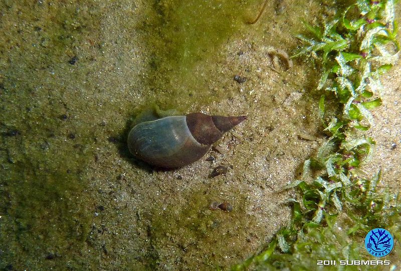 Datei:Spitzschlammschnecke21.jpg