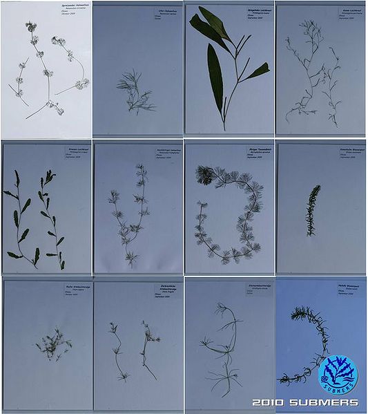 Datei:Herbarium.jpg