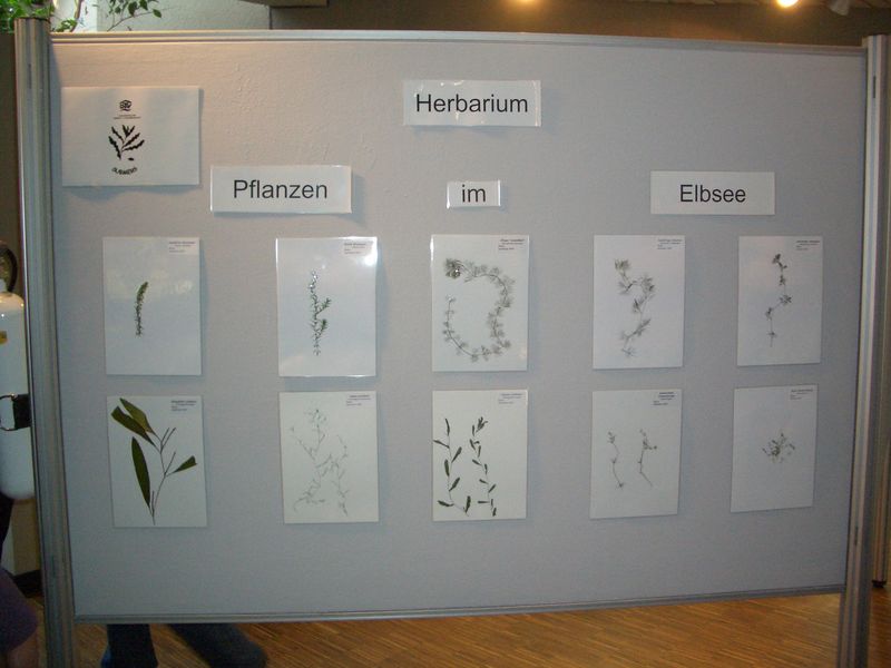 Datei:AZ-Herbarium.JPG